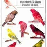 fundamentals-of-color-genetics-in-canaries-reproduction-and-control