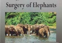 Biology, Medicine, and Surgery of Elephants PDF