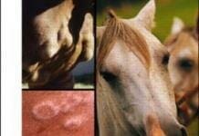 Dermatology for the Equine Practitioner PDF