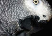 Guide to Parrot Touching and Handling Guide to Parrot Touching and Handling PDF