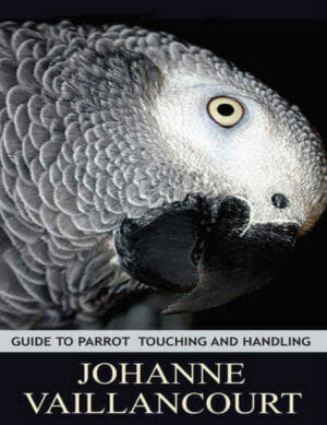 Guide to Parrot Touching and Handling