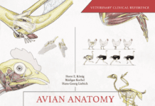 Avian Anatomy: Textbook and Colour Atlas 2nd Edition pdf