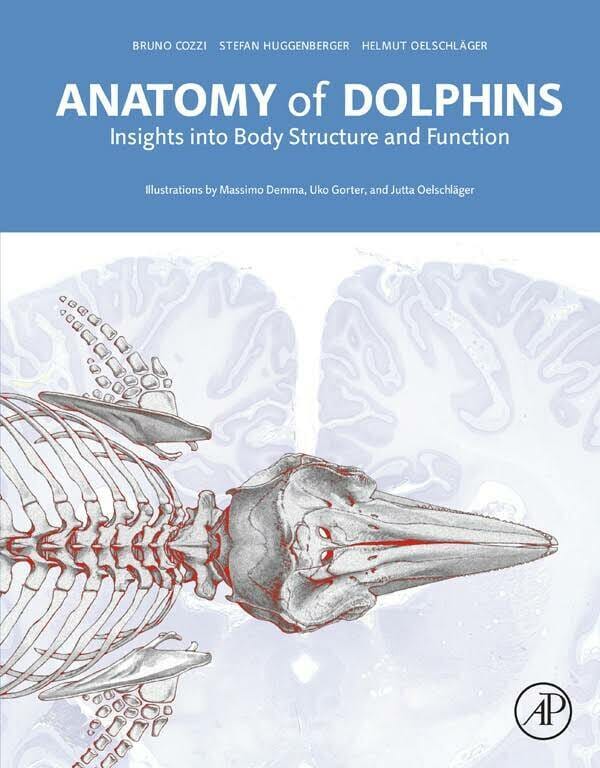 Anatomy of Dolphins Insights Into Body Structure and Function