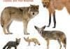 Canids of the World: Wolves, Wild Dogs, Foxes, Jackals, Coyotes, and Their Relatives