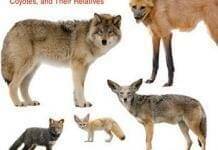 Canids of the World: Wolves, Wild Dogs, Foxes, Jackals, Coyotes, and Their Relatives PDF