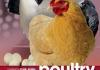 Poultry Diseases, 6th Edition pdf