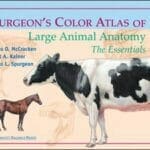 Spurgeon's Color Atlas of Large Animal Anatomy: The Essentials PDF