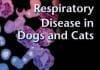 Textbook of Respiratory Disease in Dogs and Cats PDF