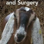 Goat Medicine and Surgery PDF