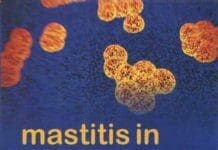 Mastitis in Dairy Animals an Update PDF By A K Srivastava, A Kumaresan, A Manimaran and Shiv Prasad