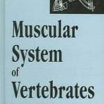Muscular System of Vertebrates PDFsystem of vertebrates pdf