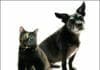 Obesity in the Dog and Cat PDF