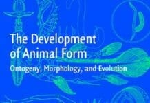 The Development of Animal Form: Ontogeny, Morphology, and Evolution PDF By Alessandro Minelli