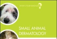 Small Animal Dermatology: What's Your Diagnosis?
