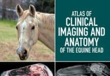 Atlas of Clinical Imaging and Anatomy of the Equine Head PDF