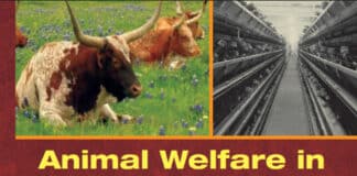 Animal Welfare in Animal Agriculture: Husbandry, Stewardship, and Sustainability in Animal Production