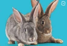 Behavioural Problems in Rabbits: A Clinical Approach By Guen Bradbury
