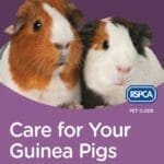 Care for Your Guinea Pigs By RSPCA