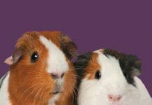 Care for Your Guinea Pigs By RSPCA