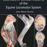 Essentials of Clinical Anatomy of the Equine Locomotor System PDF