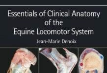 Essentials of Clinical Anatomy of the Equine Locomotor System PDF