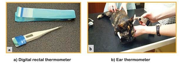 Veterinary Thermometers