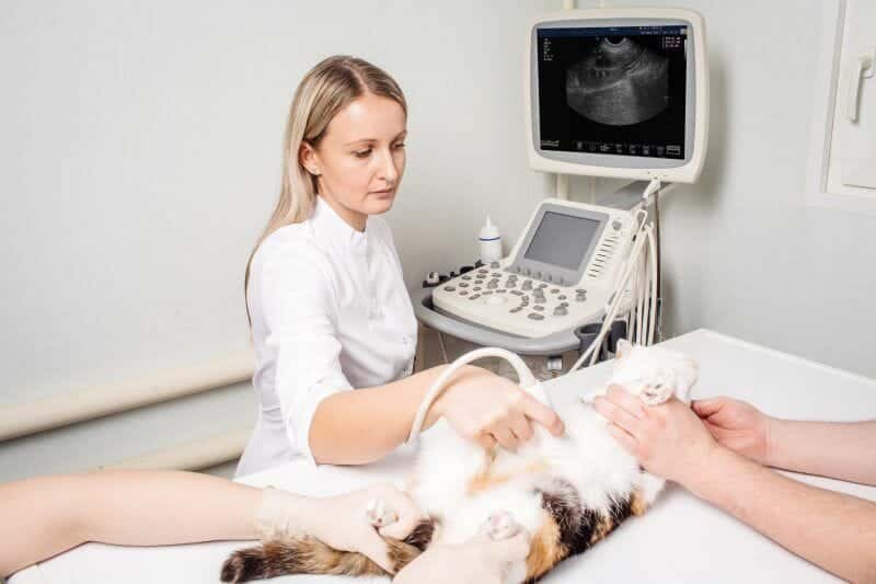 Veterinary ultrasounds