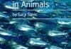 Antibiotic Use in Animals Book PDF