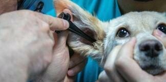List Of Veterinary Equipment And Tools For Veterinarians