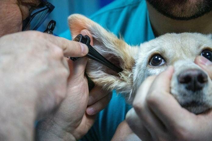 List of Veterinary Equipment and Tools For Veterinarians
