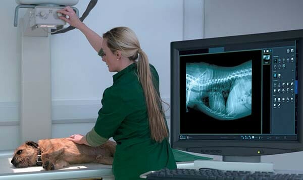 Digital X-Ray machines For Vet clinic