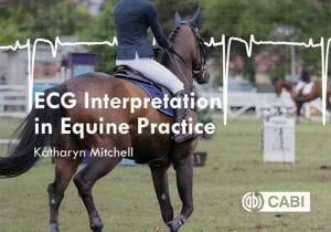 Ecg Interpretation In Equine Practice Pdf