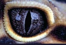 Ophthalmology of Exotic Pets PDF