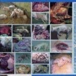 Atlas of Swine Diseases By David Borcellos, Jurij Sobestiansky
