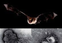 Bats and Viruses: A New Frontier of Emerging Infectious Diseases PDF By Lin-Fa Wang, Christopher Cowled