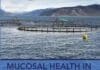 Mucosal Health in Aquaculture PDF