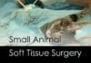Small Animal Soft Tissue Surgery PDF