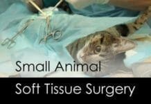 Small Animal Soft Tissue Surgery PDF