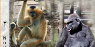 Primates Classification, Evolution and Behavior Book