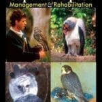 Captive-Raptor-Management-and-Rehabilitation