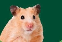 RSPCA Pet Guide: Care For Your Hamster PDF