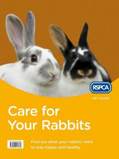 RSPCA Pet Guide: Care For Your Rabbit