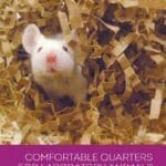 Comfortable-Quarters-for-Laboratory-Animals