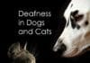 Deafness in Dogs and Cats PDF
