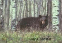 Disease in Wild Animals, Investigation and Management, 2nd Edition PDF