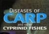Diseases of Carp and Other Cyprinid Fishes PDF
