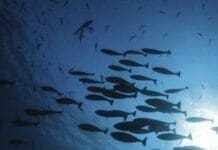 Epizootic Ulcerative Fish Disease Syndrome Epizootic Ulcerative Fish Disease Syndrome PDF