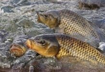 Induced Fish Breeding: A Practical Guide for Hatcheries