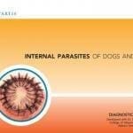 Internal Parasites of Dogs and Cats: Diagnostic Manual PDF