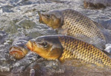 Induced Fish Breeding: A Practical Guide for Hatcheries Induced Fish Breeding: A Practical Guide for Hatcheries